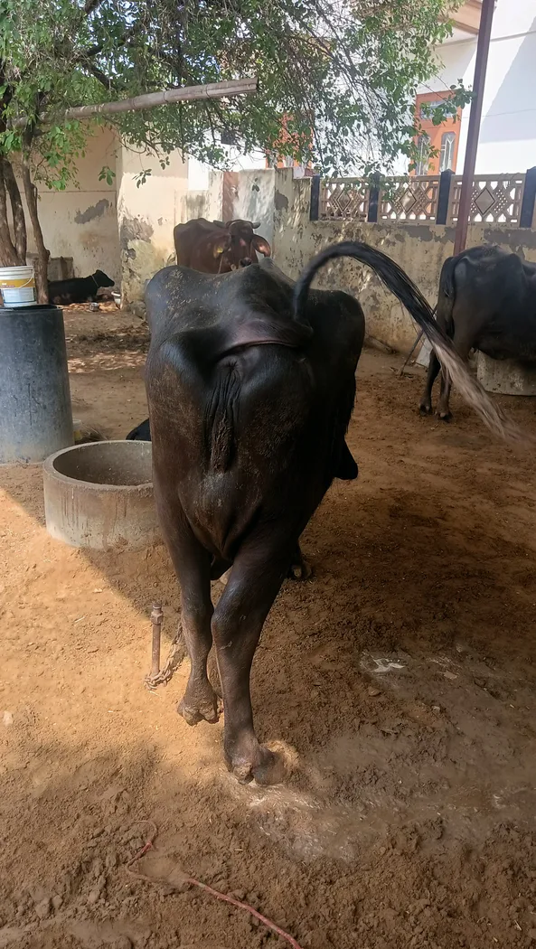 Surti Buffalo in  RAJASTHAN