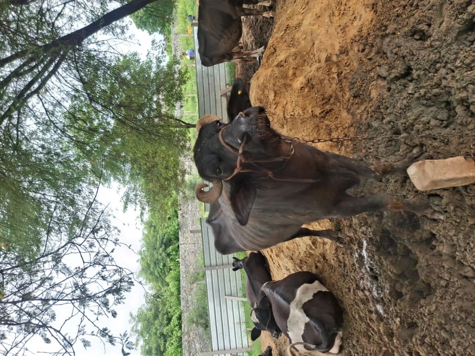 Murrah Buffalo in  RAJASTHAN