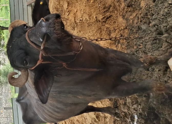 Murrah Buffalo in  RAJASTHAN