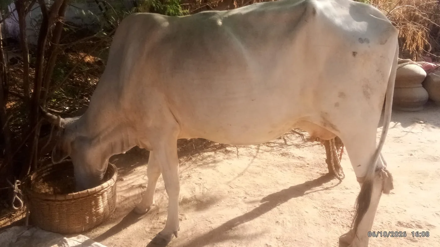 Desi Cow O0599 in RAJASTHAN
