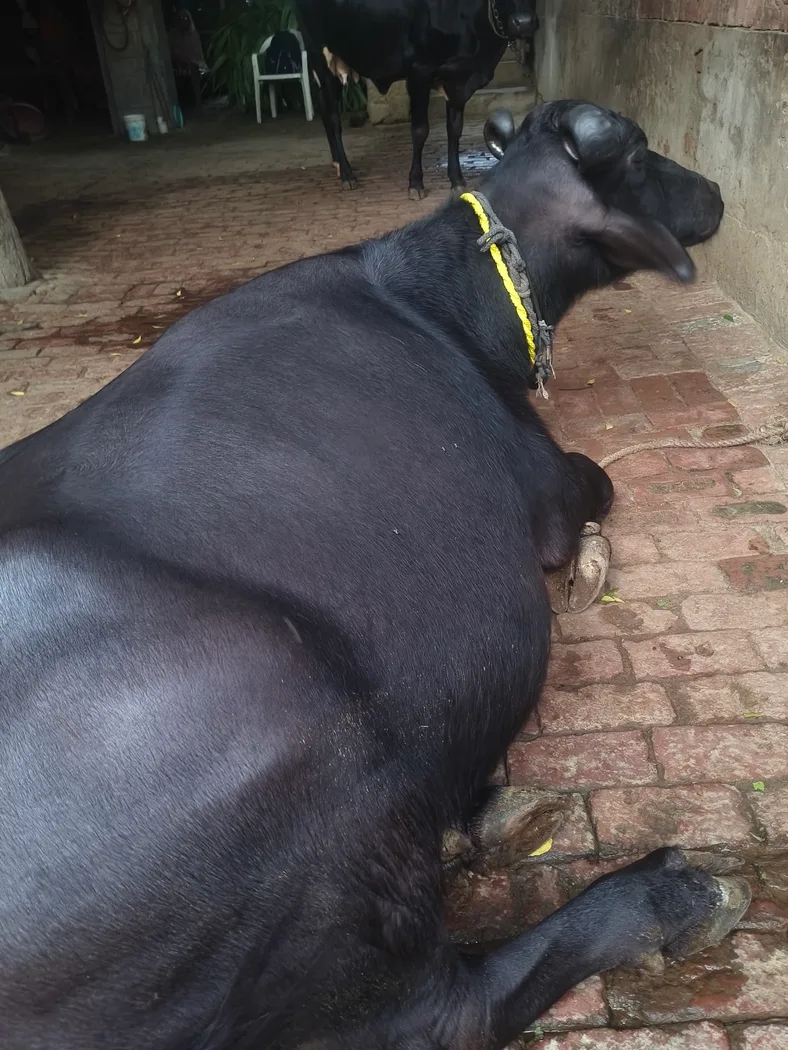 Others Buffalo in  UTTAR PRADESH