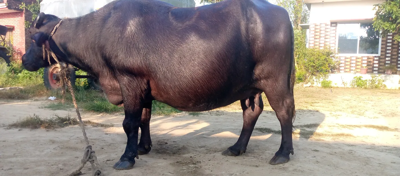 Murrah Buffalo M5399 in  UTTAR PRADESH