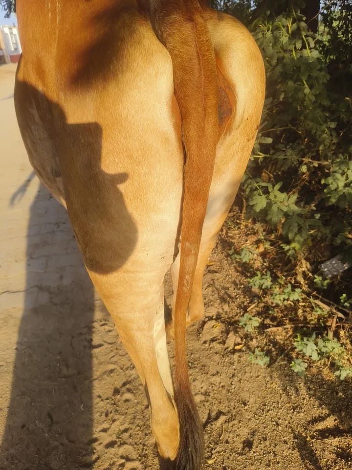Gir Cow in  RAJASTHAN