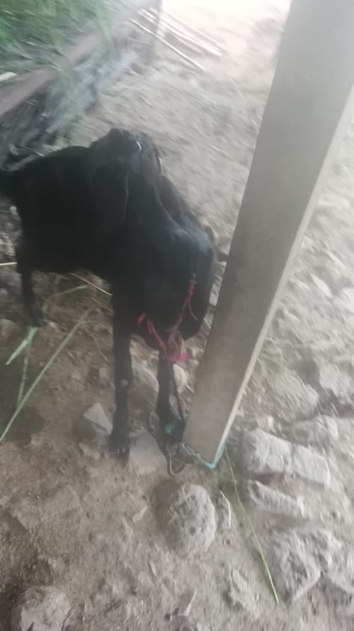 Black Bengal Goat B0093 in  MAHARASHTRA