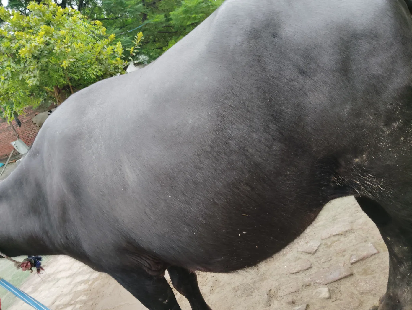 Others Buffalo in  UTTAR PRADESH