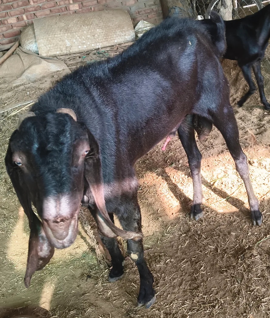 Beetal Goat B0507 in  HARYANA