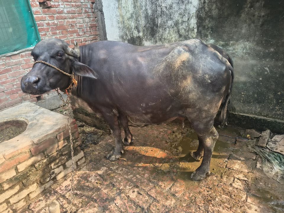 Murrah Buffalo in  UTTAR PRADESH