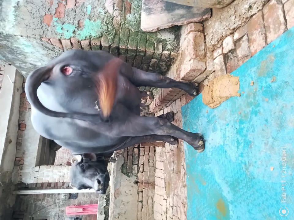 Murrah Buffalo in  UTTAR PRADESH