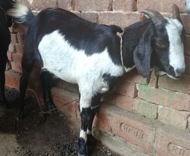 Black Bengal Goat B0105 in ODISHA