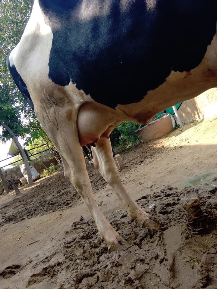 HF Cow in  RAJASTHAN