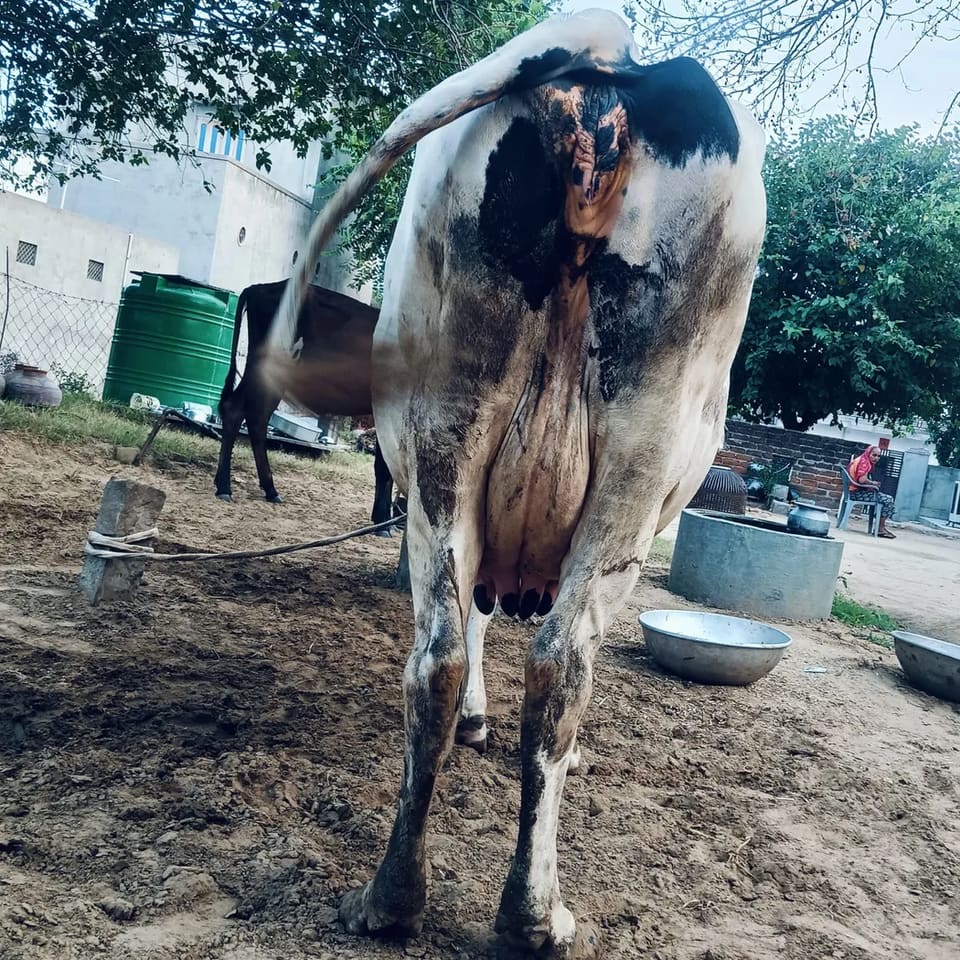 HF Cow in  RAJASTHAN
