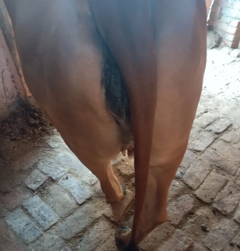 Gir Cow in  UTTAR PRADESH