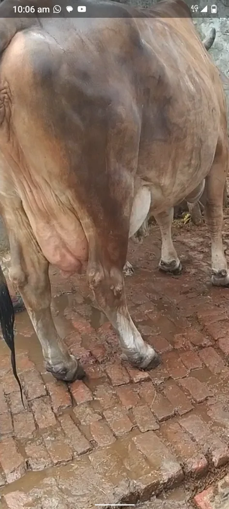 Sahiwal Cow in  UTTAR PRADESH