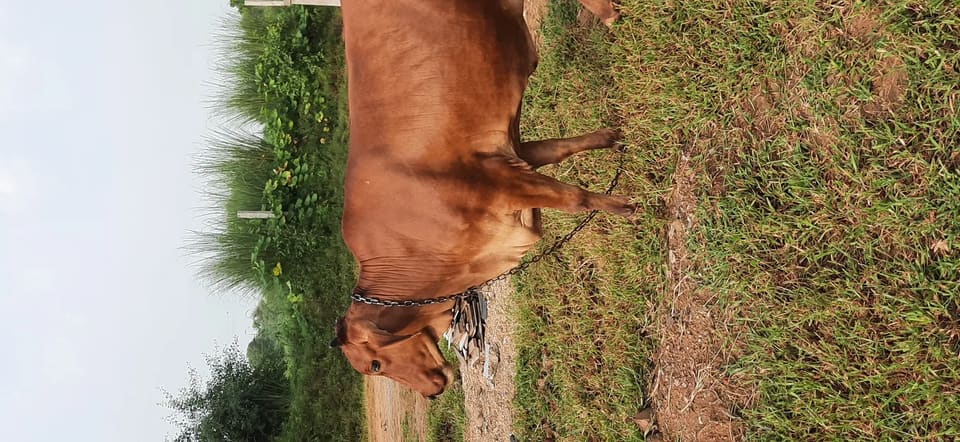 Rathi Cow in  RAJASTHAN