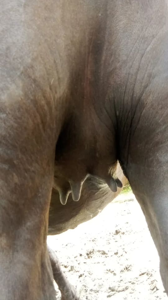 Murrah Buffalo in  UTTAR PRADESH