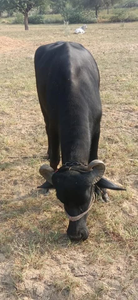 Others Buffalo in  RAJASTHAN