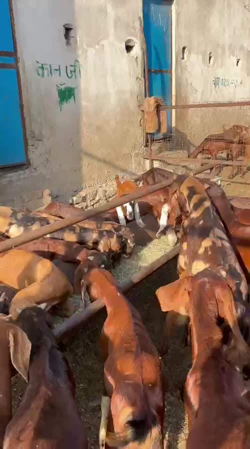 Sirohi Goat S0561 in  RAJASTHAN
