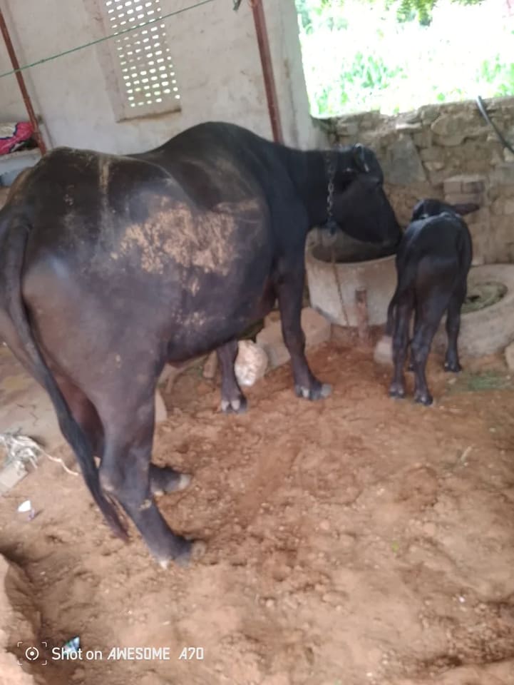 Murrah Buffalo in  RAJASTHAN