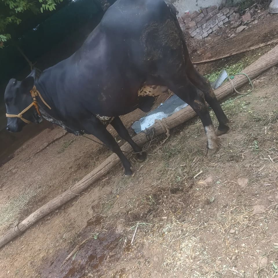 HF Cow H3206 in  MAHARASHTRA