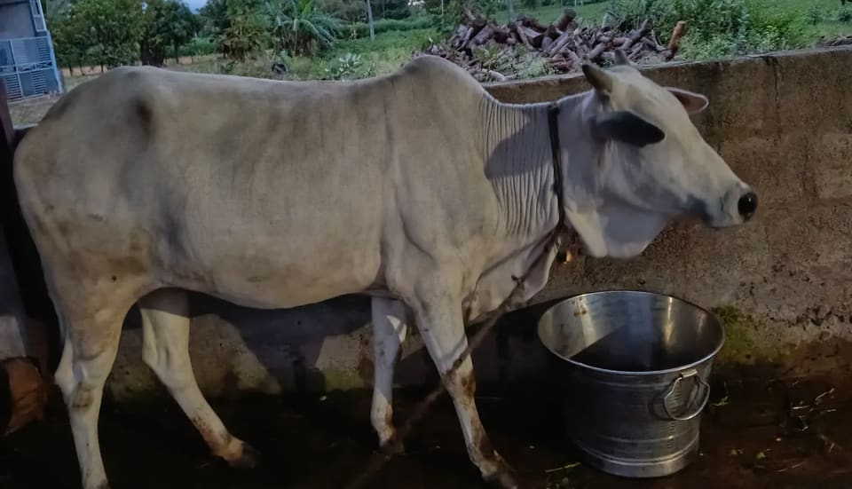 Desi and Ongole mix Cow O0592 in  ANDHRA PRADESH