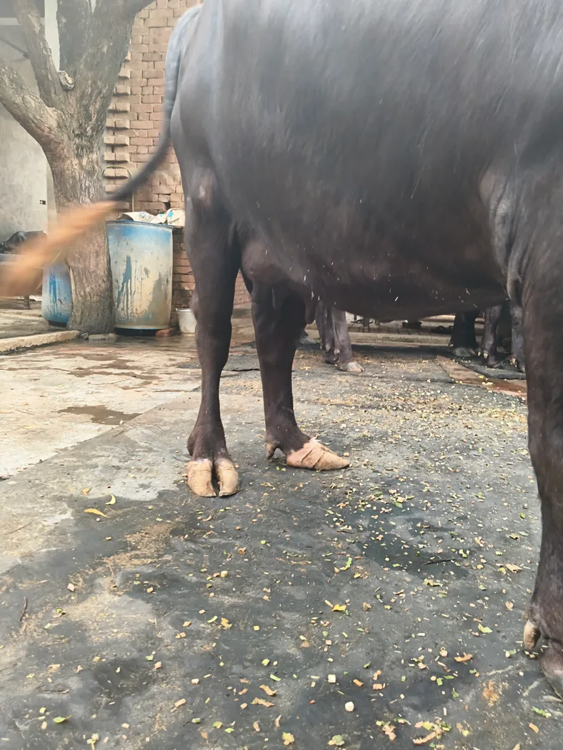 Murrah Buffalo in  UTTAR PRADESH