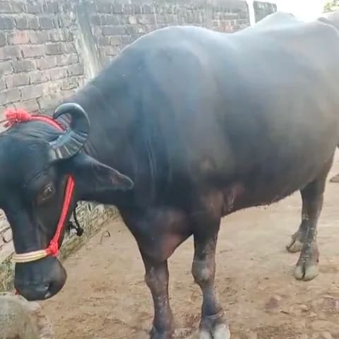 Murrah Buffalo in  UTTAR PRADESH