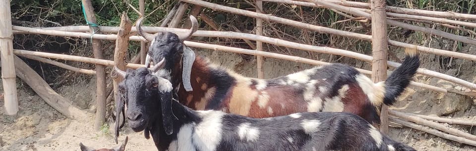 Jakhrana Goat in  PUNJAB
