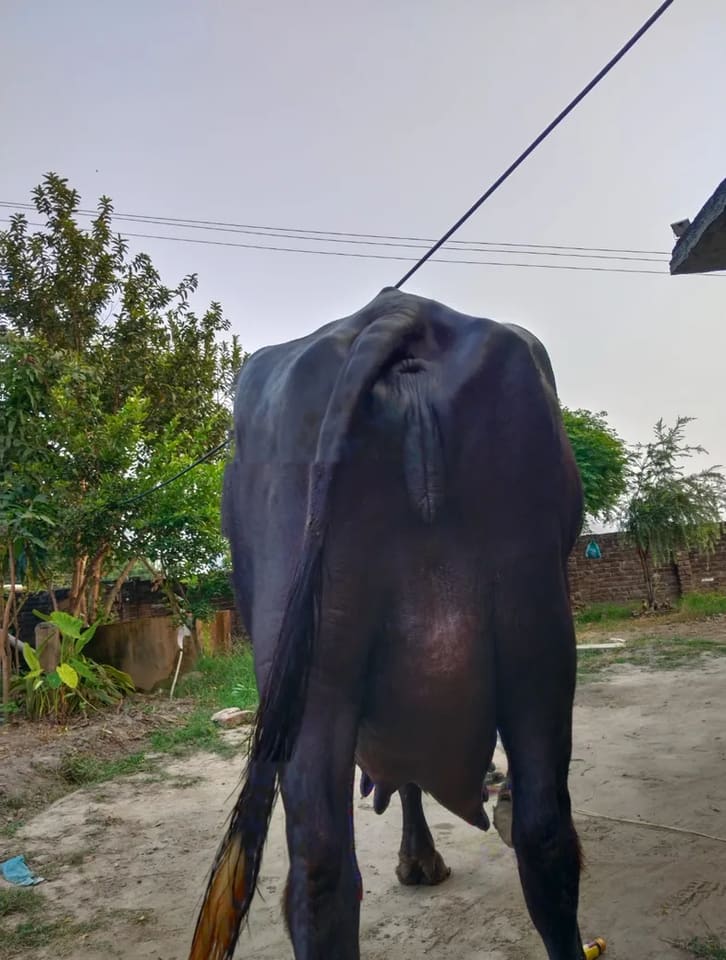 Murrah Buffalo in  PUNJAB