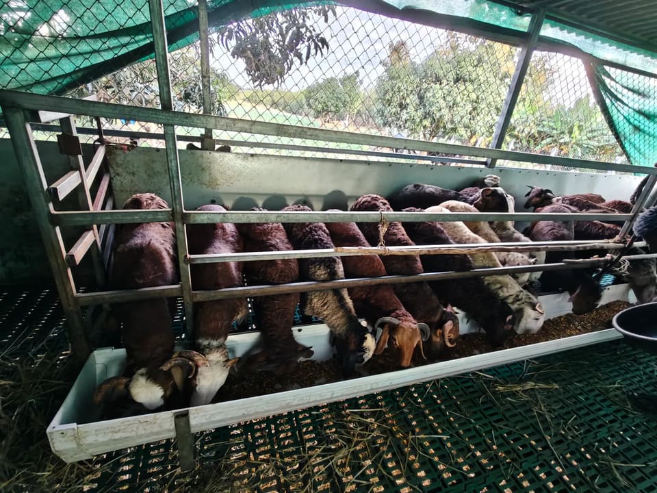 Coimbatore  Sheep in  KARNATAKA
