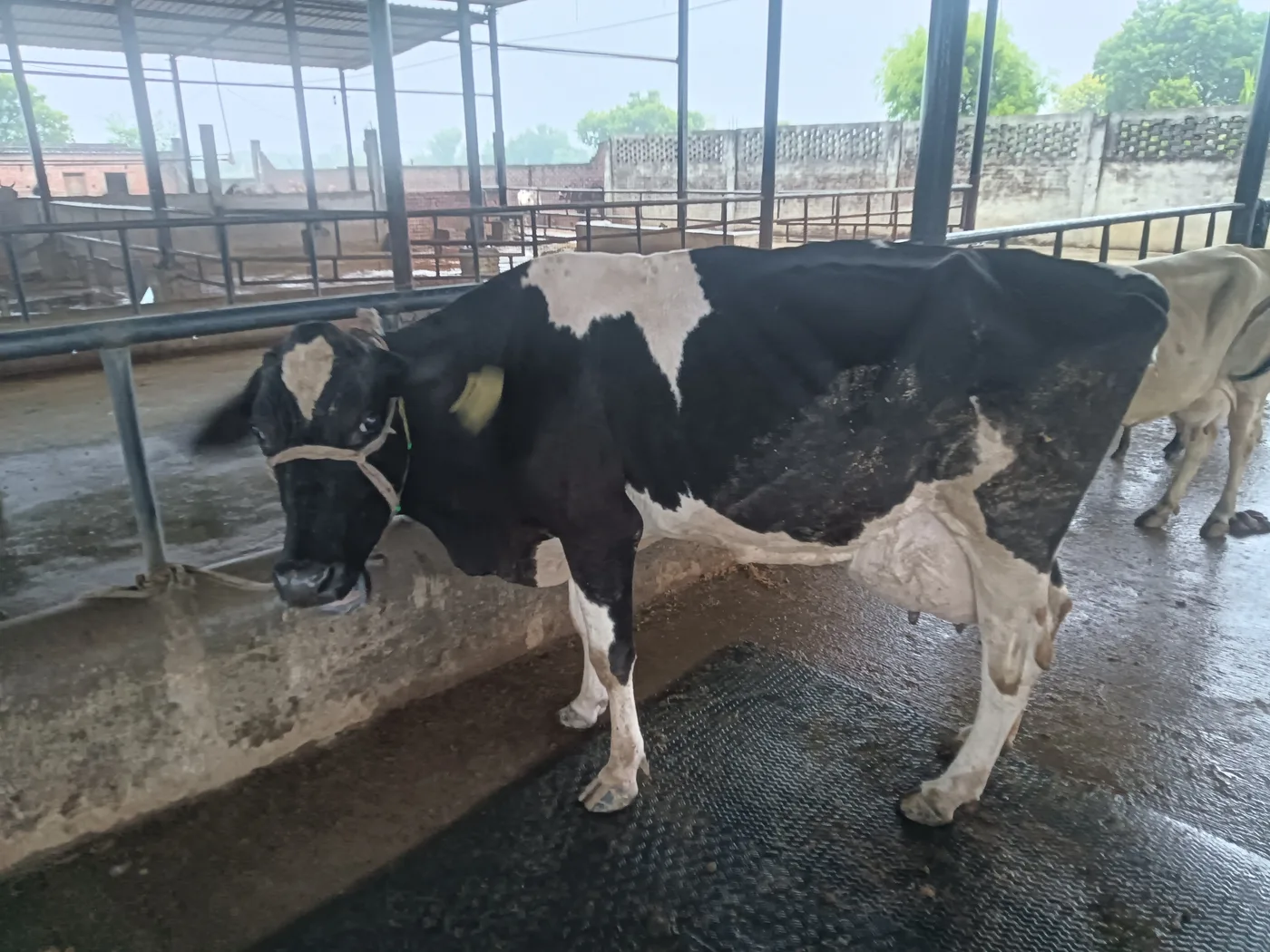 HF Cow in  UTTAR PRADESH