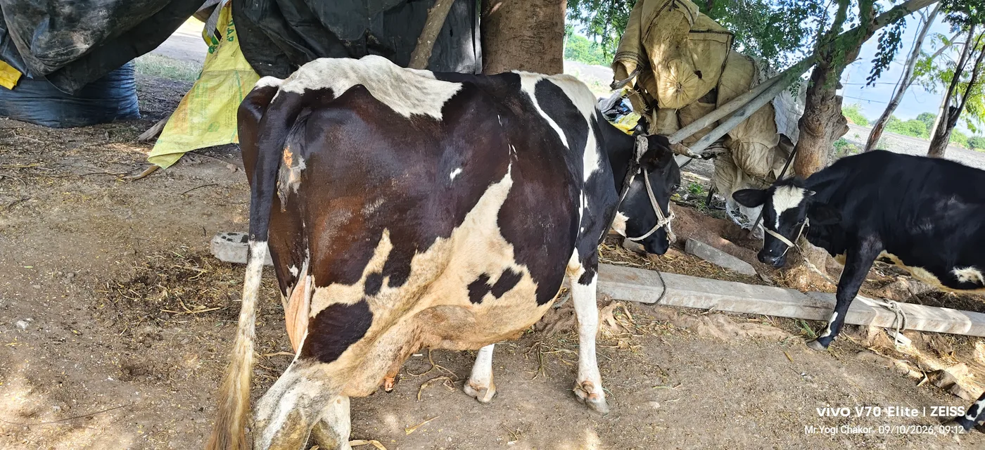 HF Cow H3207 in  MAHARASHTRA