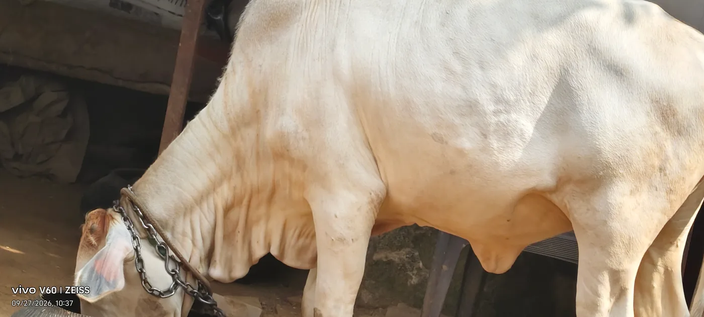 Tharparkar Heifer Cow T0306 in RAJASTHAN