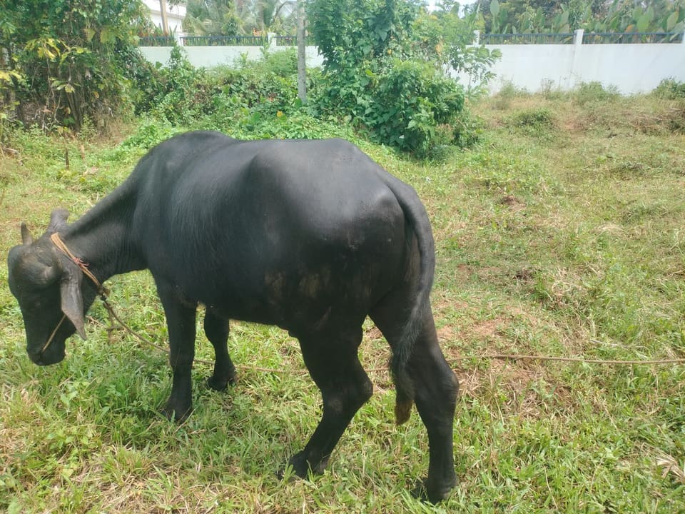 Murrah Buffalo in  KERALA