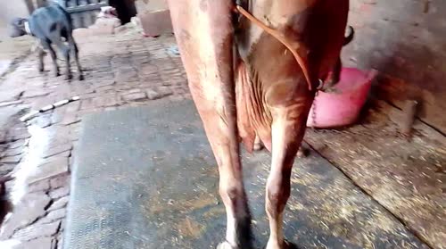 Gir Cow G2114 in  UTTAR PRADESH
