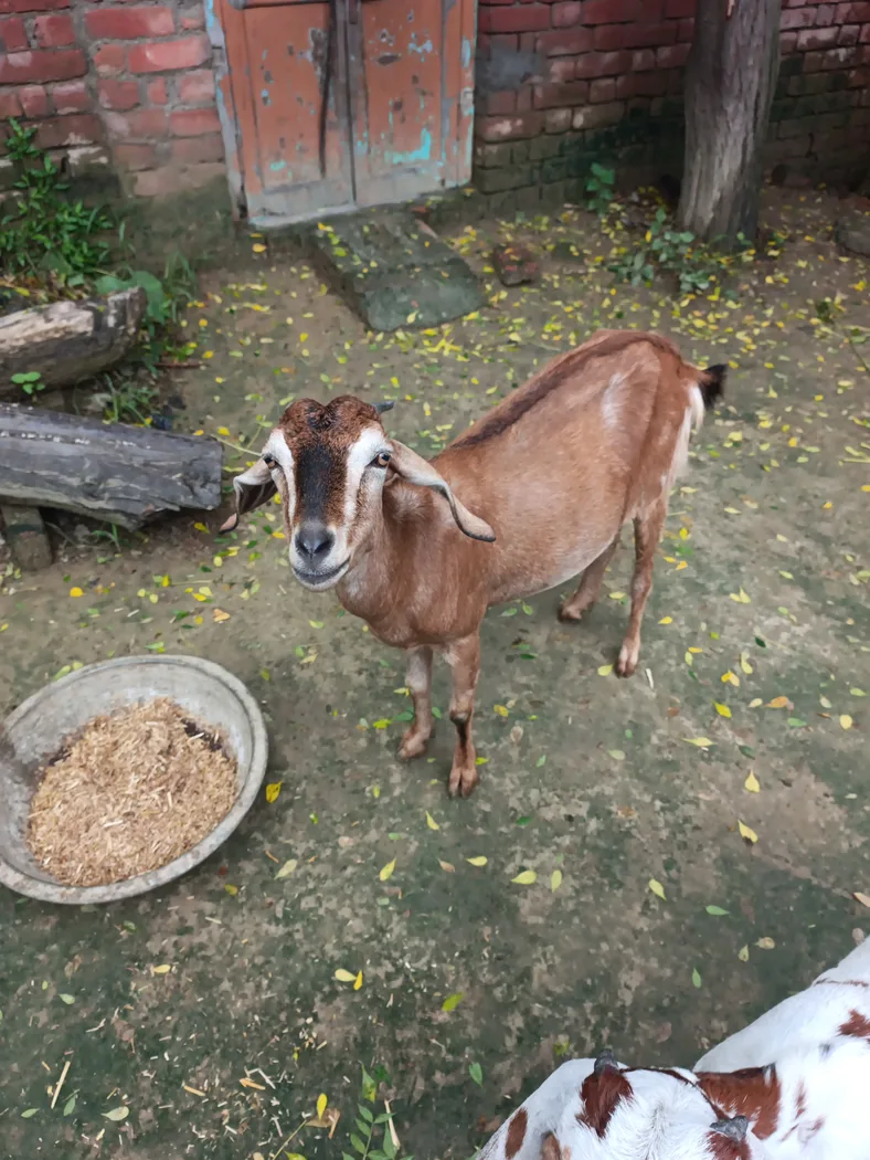 Barbari Goat in  UTTAR PRADESH