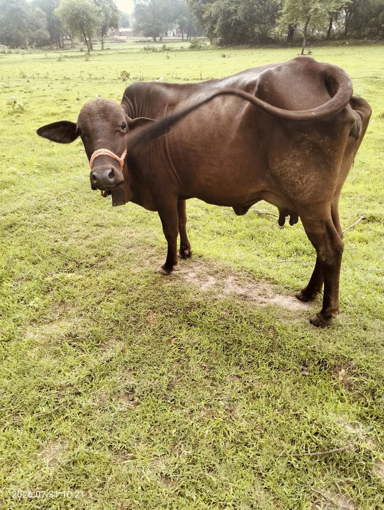 Sahiwal Cow S1905 in  MADHYA PRADESH
