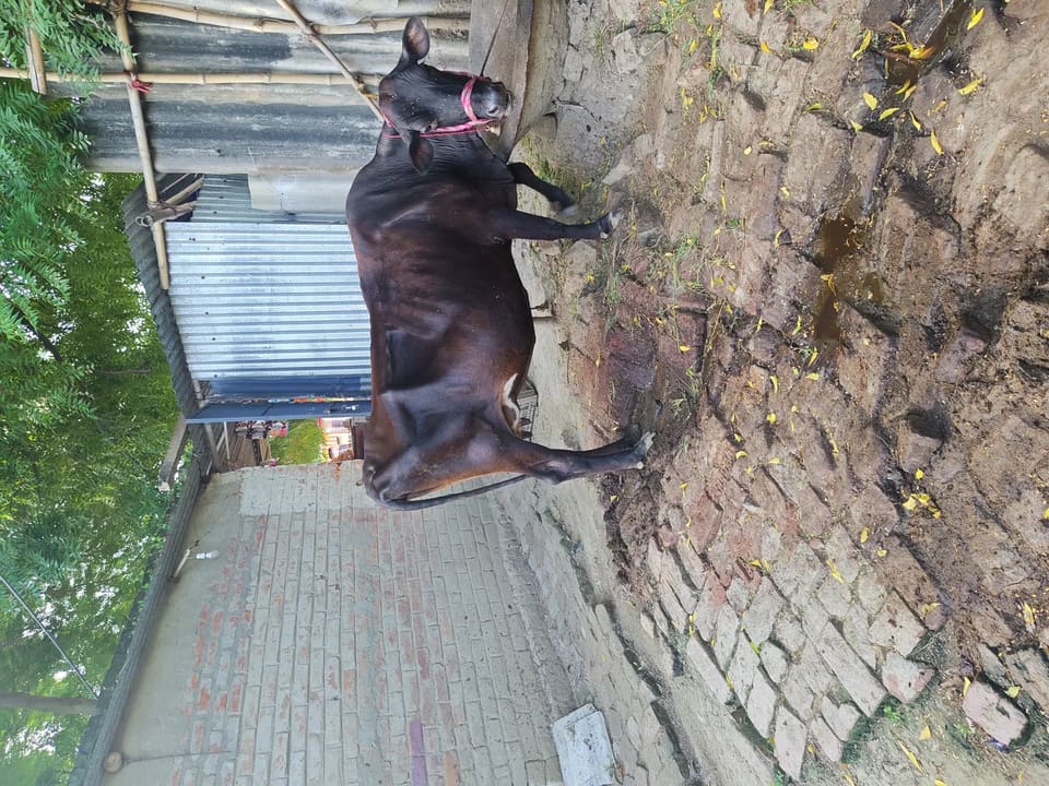 Desi Cow O0594 in  BIHAR