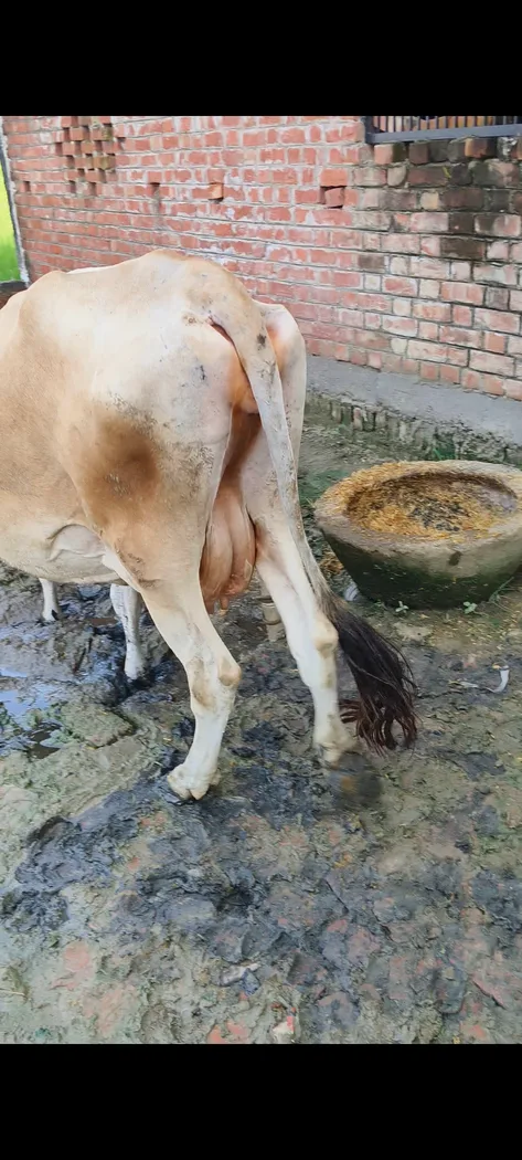 Others Cow in  UTTAR PRADESH