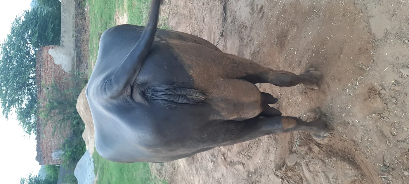 Others Buffalo in  HARYANA