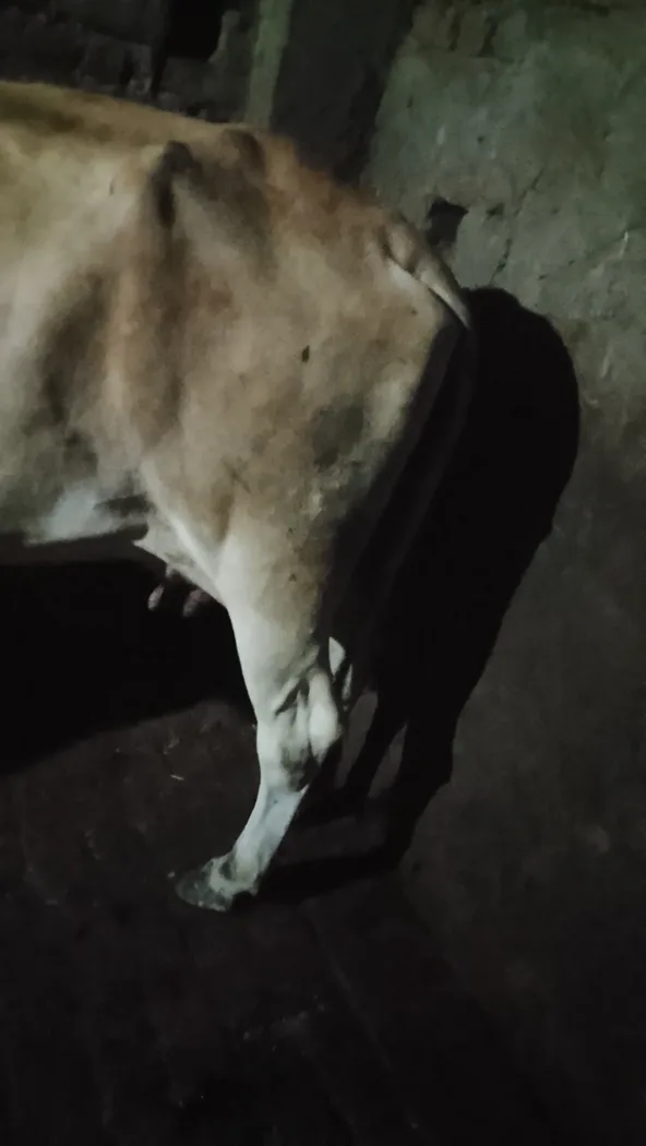 Jersey Cow in UTTAR PRADESH