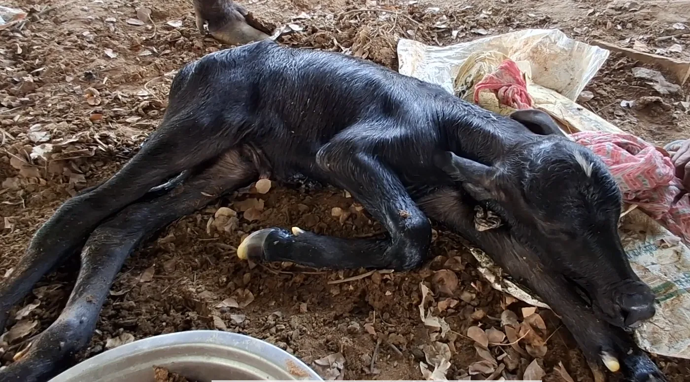 Murrah Buffalo in  RAJASTHAN