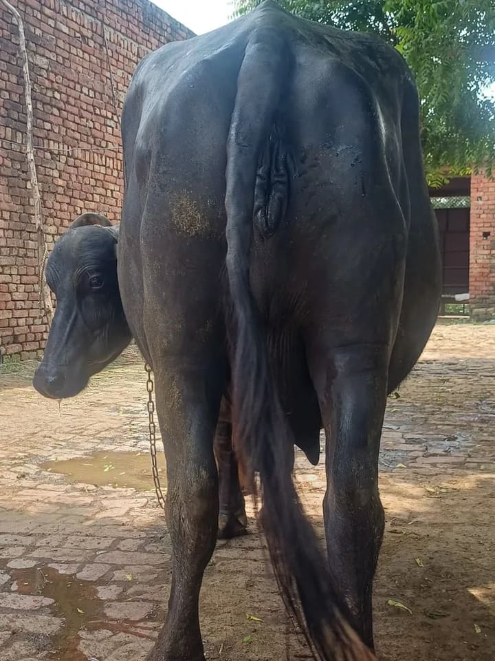 Murrah Buffalo in  UTTAR PRADESH