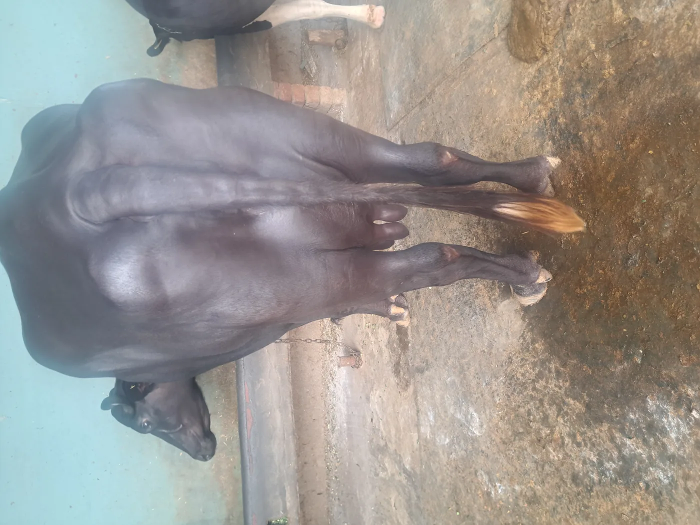 Murrah Buffalo in  PUNJAB