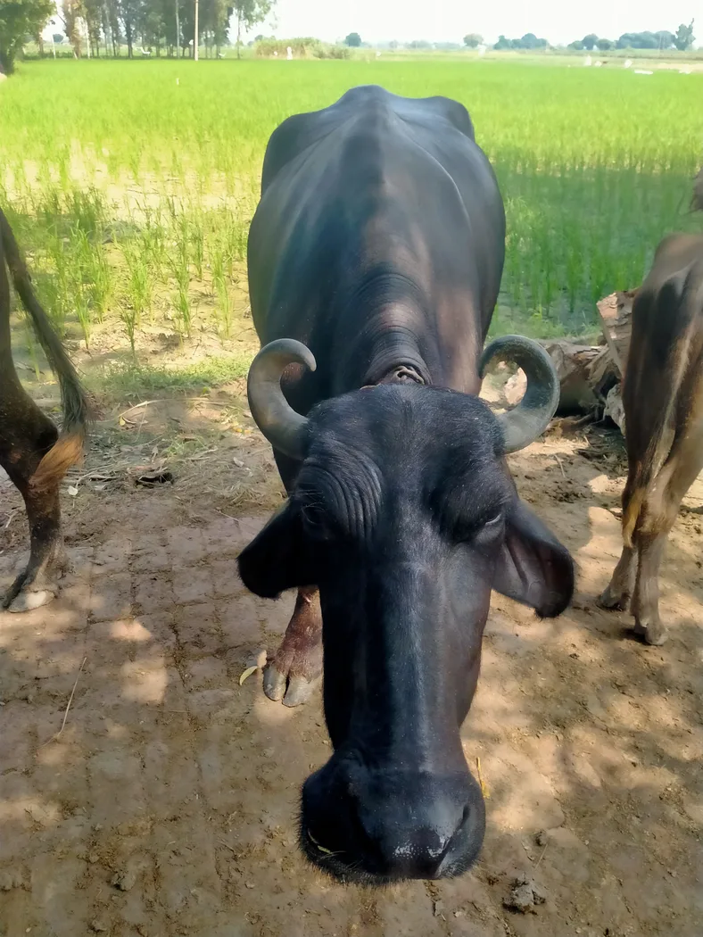 Murrah Buffalo in  UTTAR PRADESH