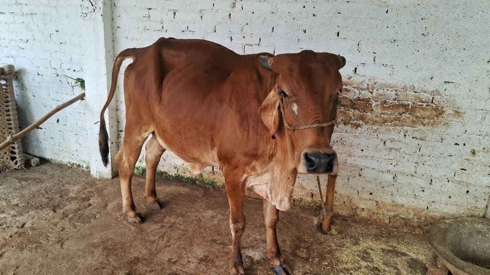 Gir Cow in  UTTAR PRADESH