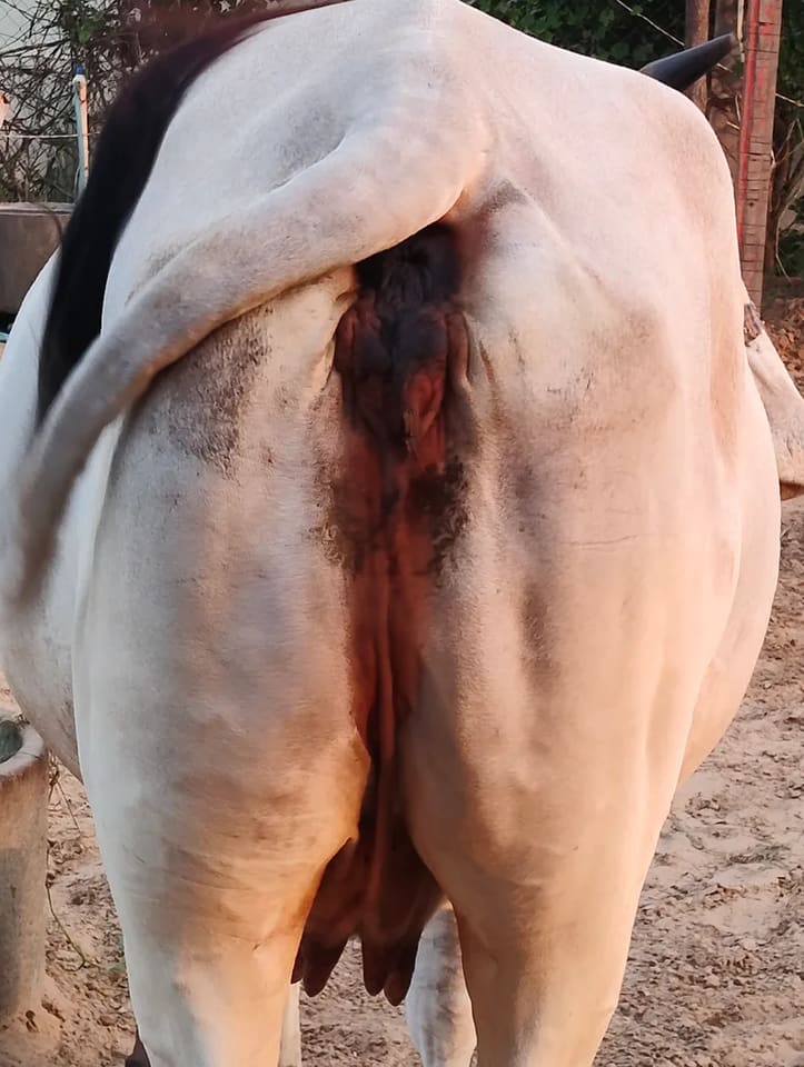 Hariyana Cow in  RAJASTHAN