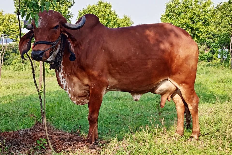 Gir Cow G2154 in  KARNATAKA