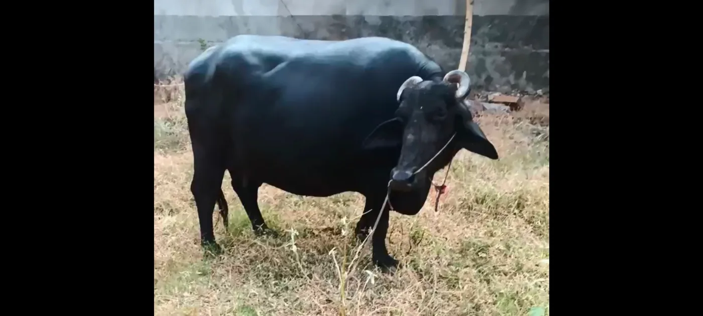 Murrah Buffalo in  RAJASTHAN
