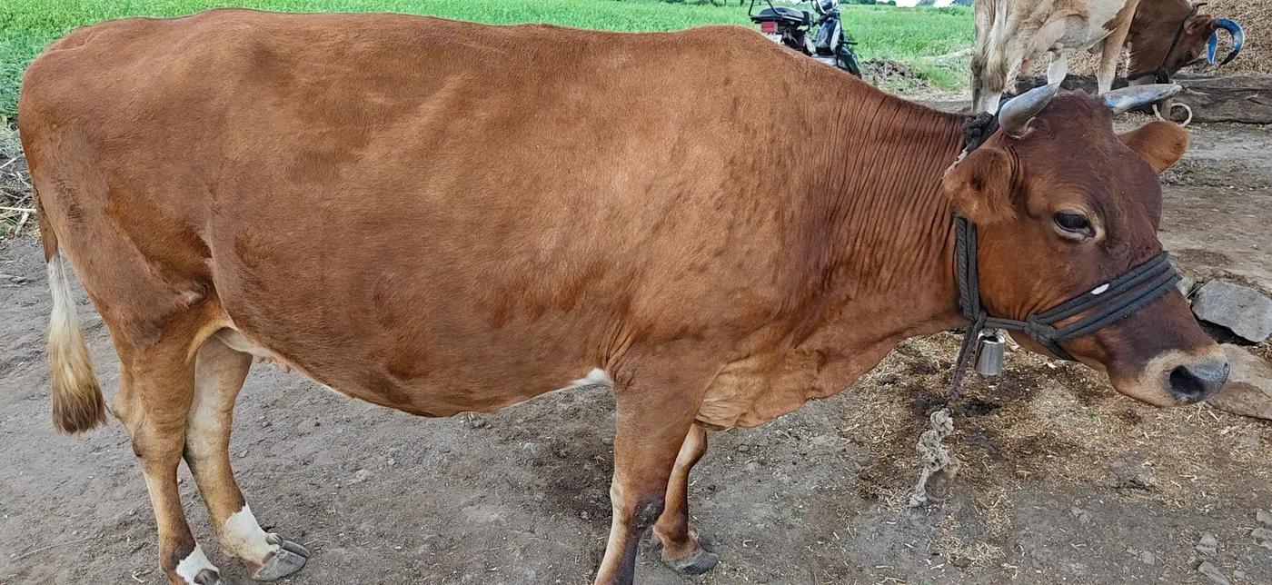 Hybrid Heifer O0574 in  KARNATAKA