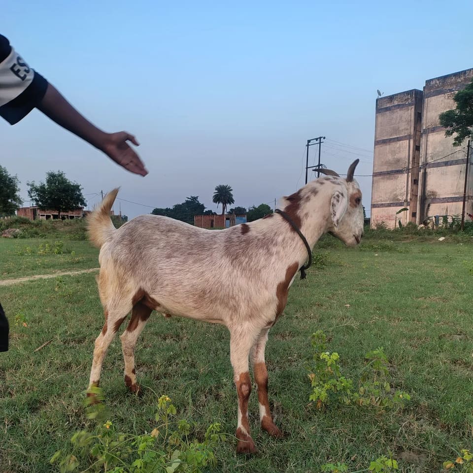Sojat Goat S0336 in  UTTAR PRADESH